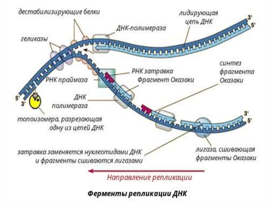 Ферменты участвующие в синтезе белка. Ферменты репликации молекул ДНК функции. Ферменты участвующие в репликации ДНК. Функции ферментов репликации прокариот. Ферменты репликации ДНК таблица.