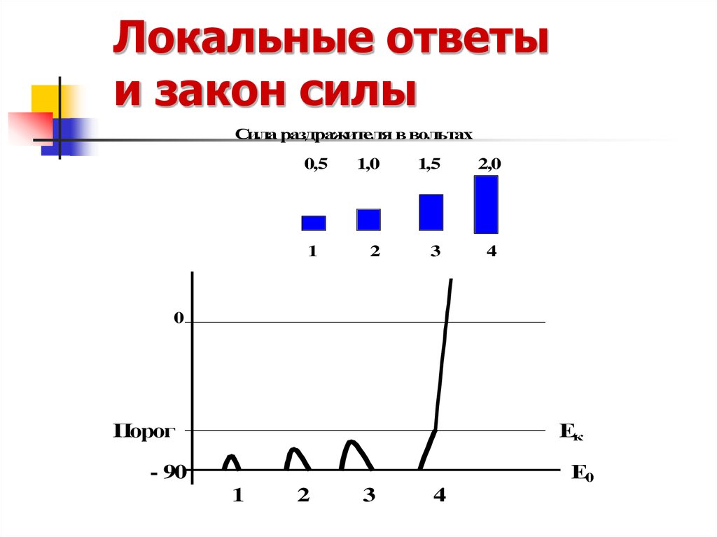 Локальный ответ. Локальный ответ физиология. График локального ответа фазы. Фазы локального ответа физиология.