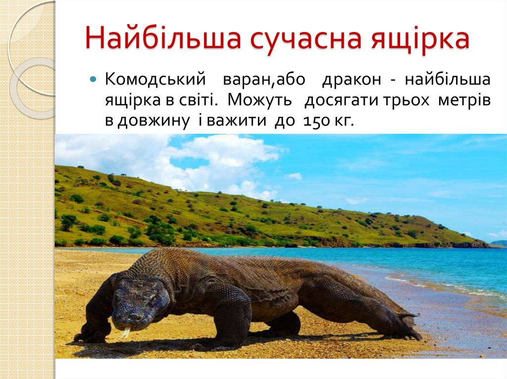 Найбільша сучасна ящірка