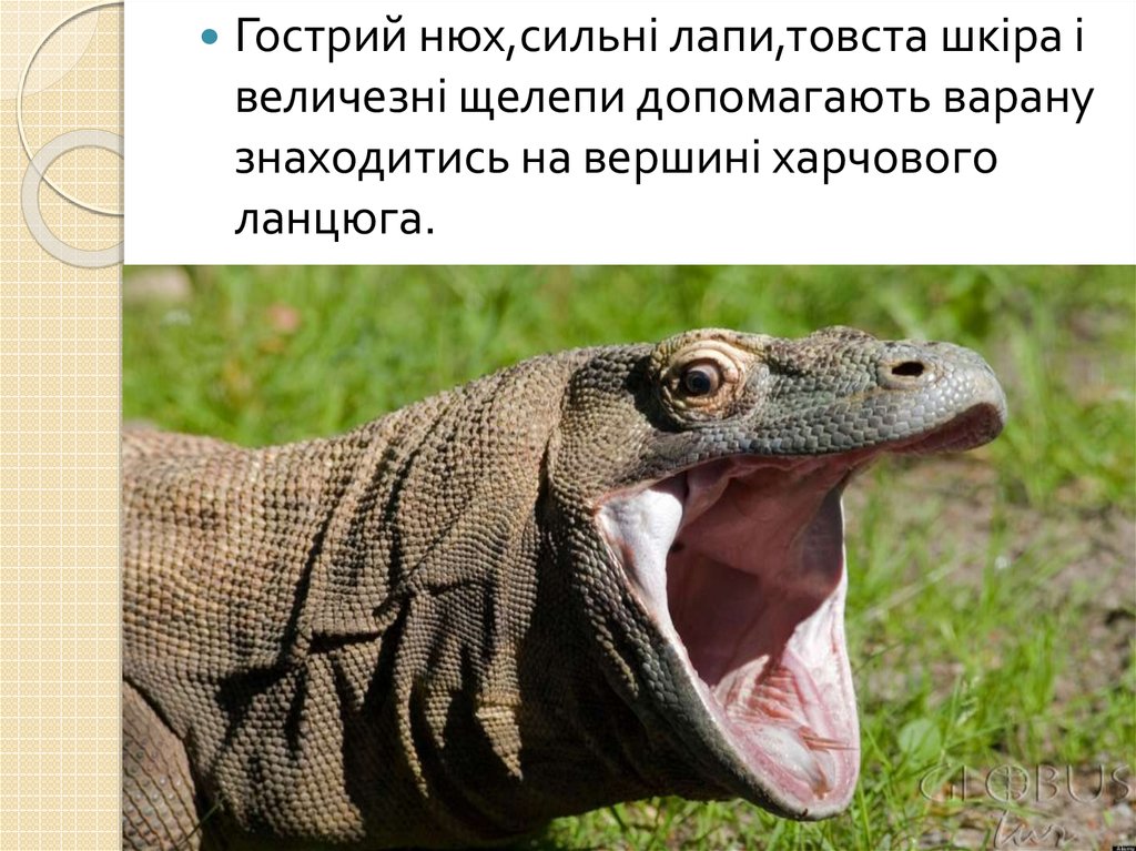 Найбільша ящірка в світі - презентация онлайн
