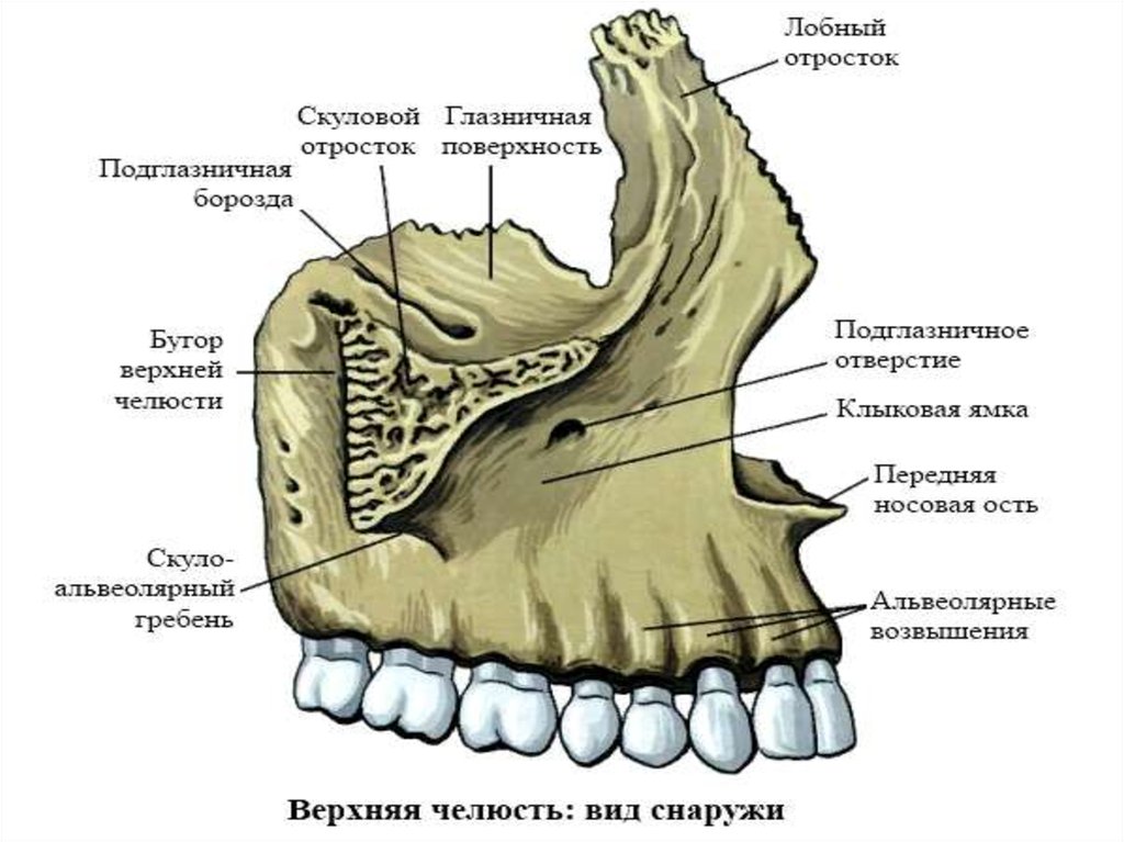 Отдел скелета челюсти. Строение кости верхней челюсти. Бугор верхней челюсти анатомия. Верхняя челюсть кость анатомия. Строение верхнечелюстной кости черепа человека.