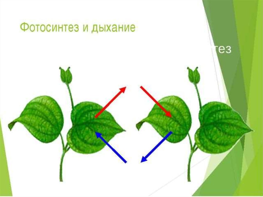 Картинка дыхание растений