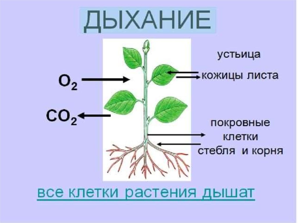 В результате дыхания растений выделяется. Дыхание растений. Процесс дыхания растений. Дыхание растений 6 класс биология. Органы лвзания у растений.