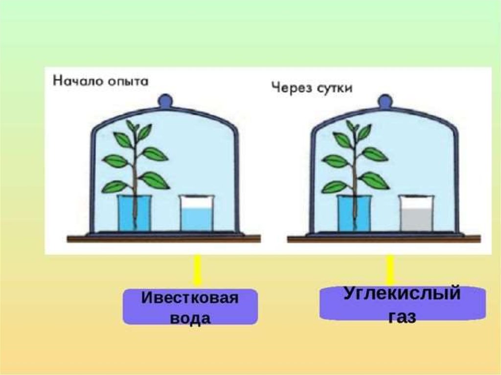 Выделяется ли углекислый газ при дыхании растений