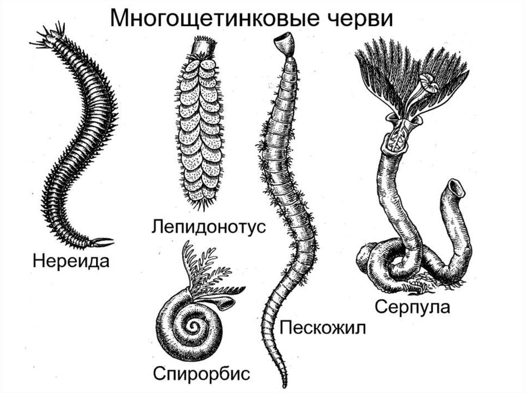 Нереис червь рисунок