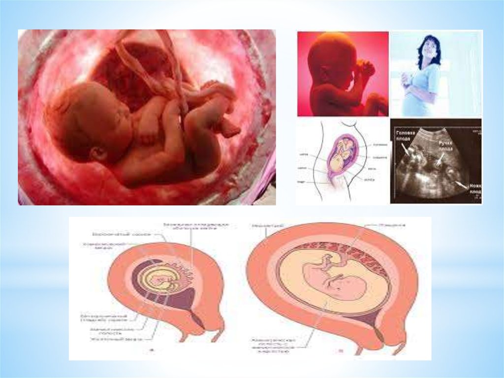 Физиологическая беременность и физиологические роды