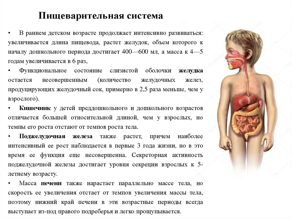 Анатомо физиологические особенности органов пищеварения презентация