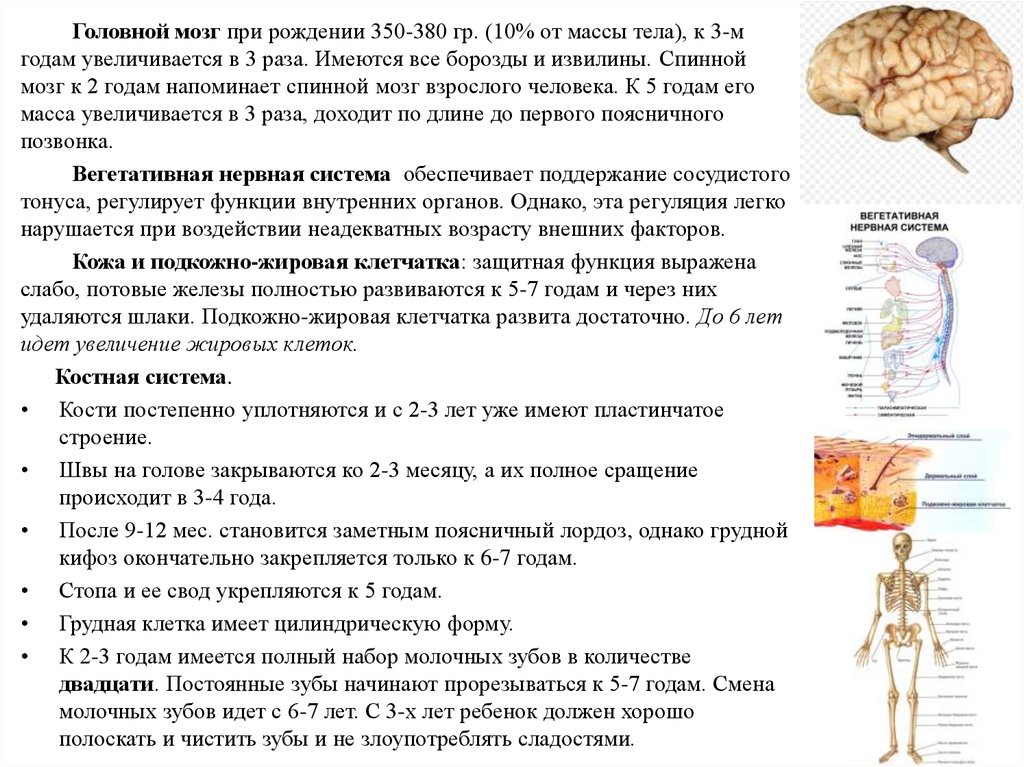 Особенности головного мозга ребенка. Возрастные изменения головного мозга анатомия. Возрастные особенности анатомия. Возрастная анатомия и физиология ребенка. Возрастная анатомия физиология и гигиена.