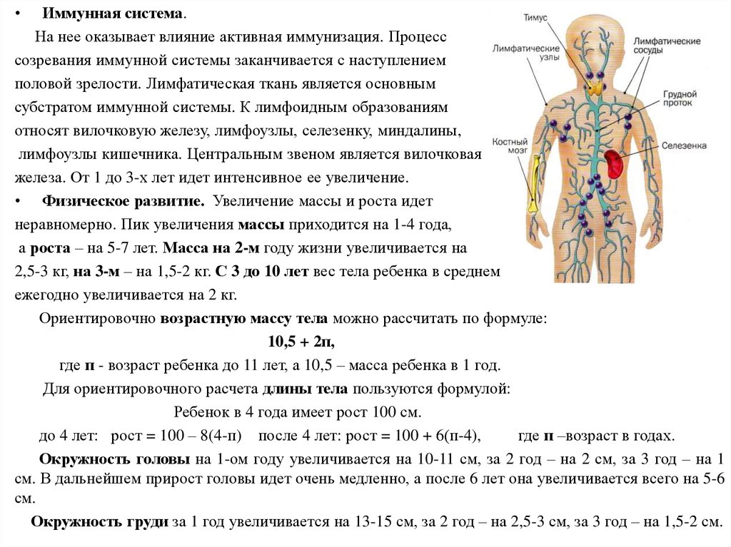 Лимфоидная ткань органы