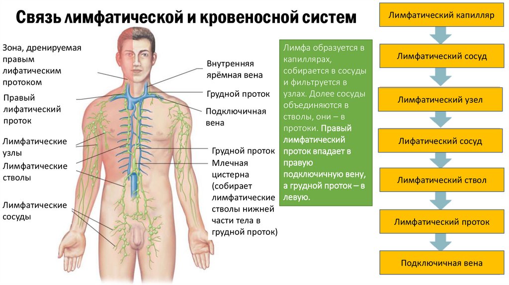Лимфа тесты. Сосуды лимфатической системы таблица. Кровеносная и лимфатическая системы. Лимфатическая система человека. Лимфатическая система схема.