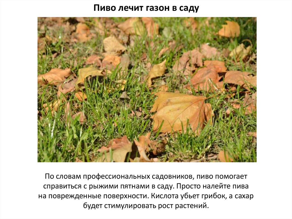 Пиво лечит газон в саду