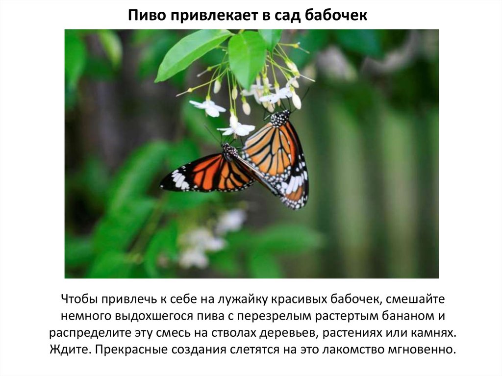 Пиво привлекает в сад бабочек