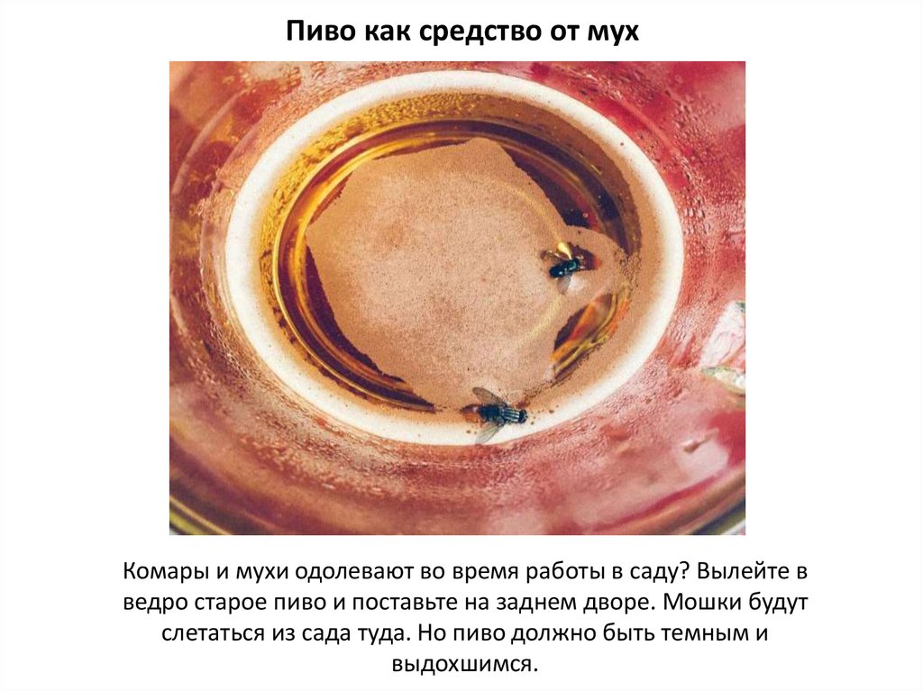 Пиво как средство от мух