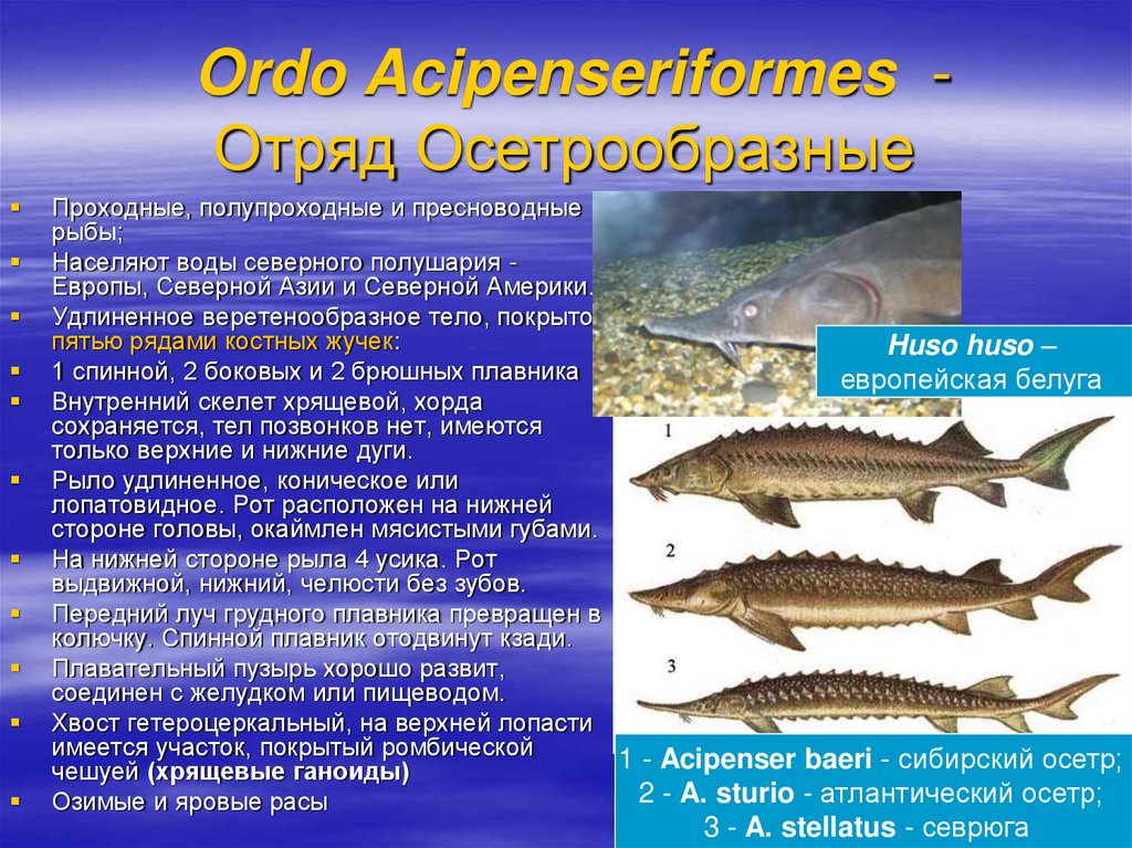 Назовите черты строения древней группы рыб. Класс костные рыбы отряд Осетрообразные. Отряд Осетрообразные - acipenseriformes.. Атлантический осётр Осетрообразные. Костные рыбы классы осетоораные.