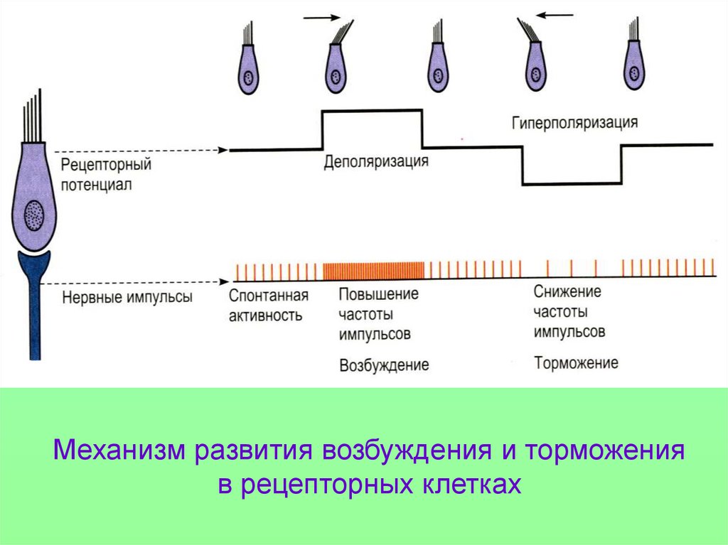 Что изображенные на рисунке рецепторные клетки. Пространственный анализатор. Сенсорный рецепторный аппарат глаза. Механизм формирования рецепторного потенциала волосковой клетки. Торможение анализаторов.