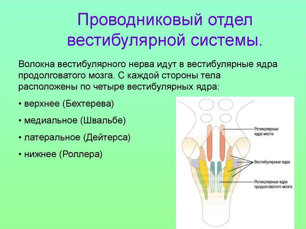 Проводниковый мозг. Проводниковый и корковый отделы вестибулярной сенсорной системы.. Проводниковый отдел вестибулярной сенсорной системы. Вестибулярные ядра продолговатого мозга. Вестибулярное ядро Дейтерса.