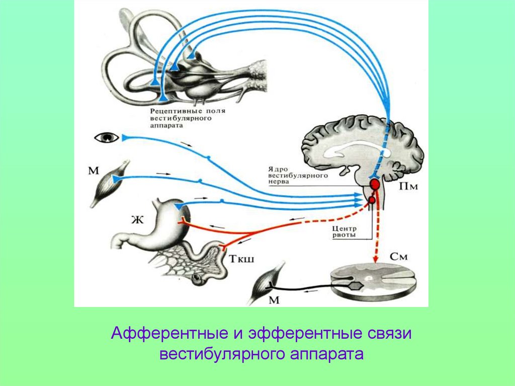 Физиология анализаторов. Афферентная иннервация вестибулярного аппарата. Афферентный путь и эфферентный путь. Афферентные и эфферентные связи. Афферентные пути гипоталамуса.