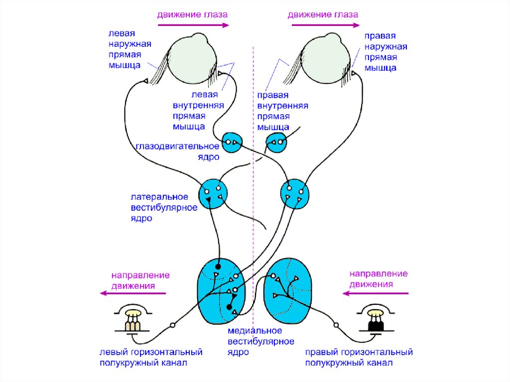 Левое внешнее. Схема рефлексов глаза. Регуляция движения глаз. Рефлекторные дуги движения глаз. Рефлекторная дуга зрения.