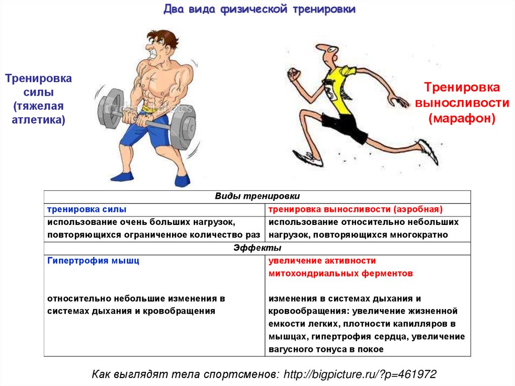 Особенности организма спортсменов. Упражнения для развития выносливости. Мышечная выносливость упражнения. Скоростная выносливость упражнения. Тренировка на развитие мышечной выносливости.