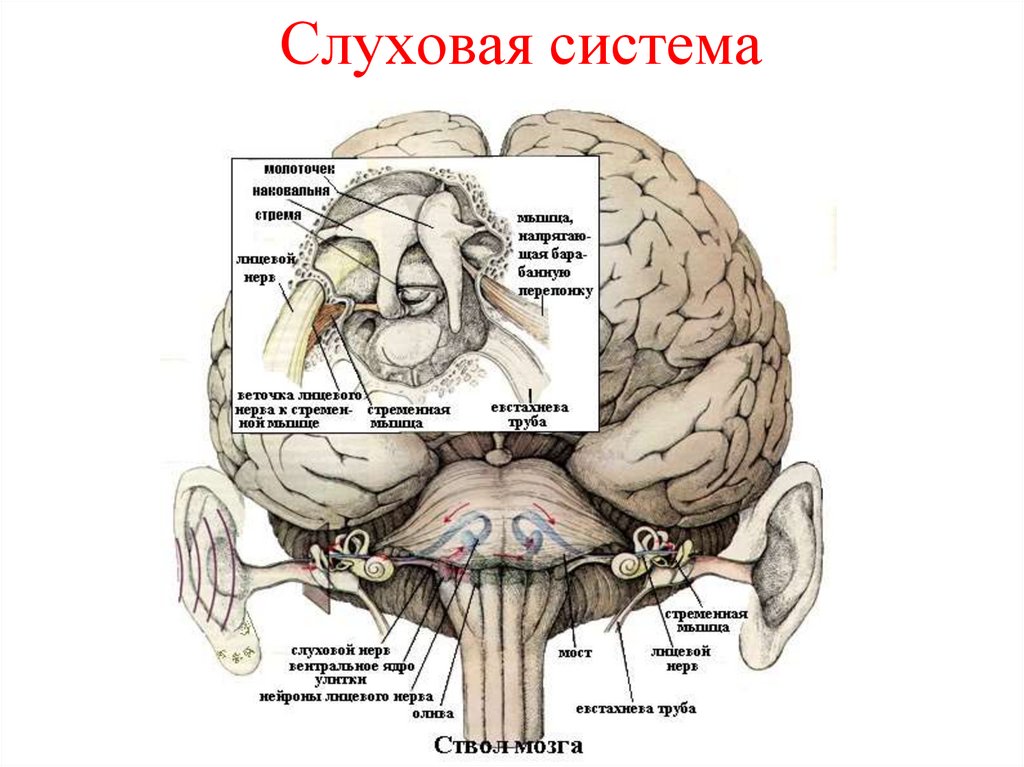 Слуховой нерв в мозге. Сенсорная система слухового анализатора. Слуховая сенсорная система анатомия. Слуховая сенсорная система строение и функции. Слуховая сенсорная система физиология.