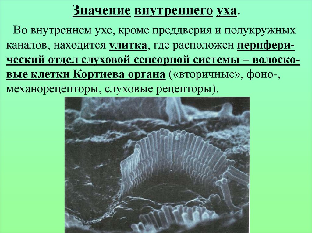 Внутреннее значение. Слуховая сенсорная система волосковые клетки. Механорецепторы внутреннего уха. Пространственный анализатор. Волосковые клетки в ухе где.