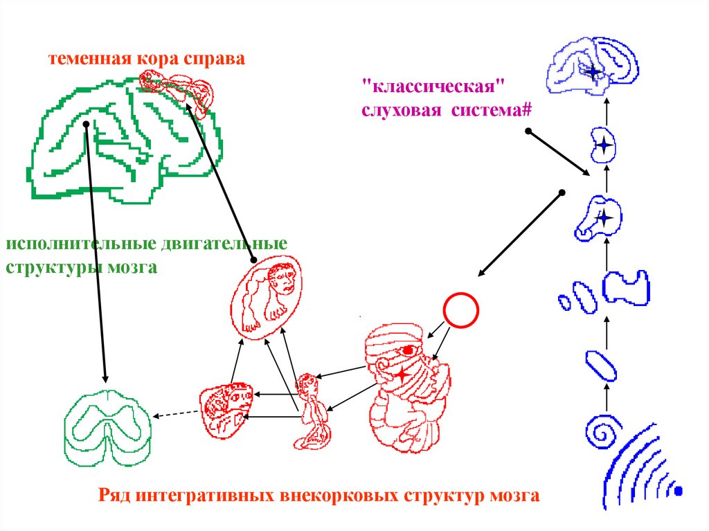 Блок схема вестибулярной сенсорной системы