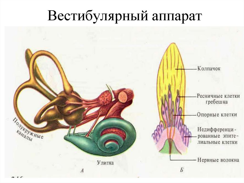 Строение и функции вестибулярного аппарата рисунок