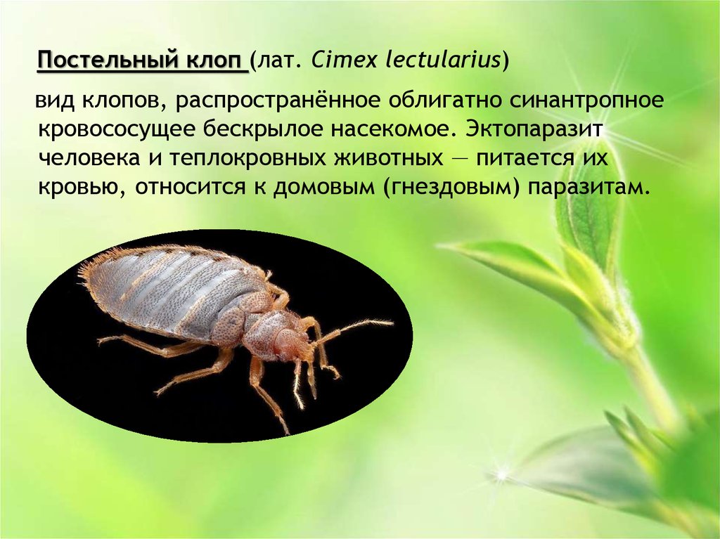 Клоп краткое содержание. Постельные клопы презентация. Характеристика клопов. Клопы характеристика.