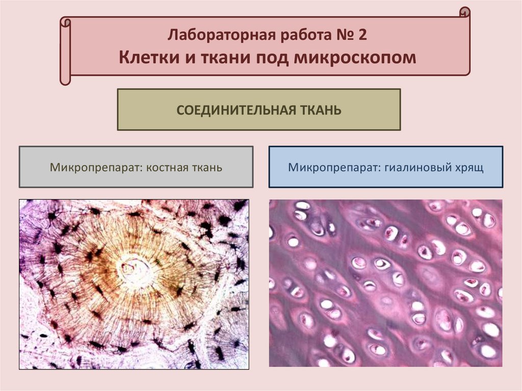 Эпителиальной клеткой является. Ткань 1)  соединительная 2)  эпителиальная. Эпителиальная ткань гистология рисунок. Эпителиальная ткань человека под микроскопом. Клетки эпителиальной ткани.