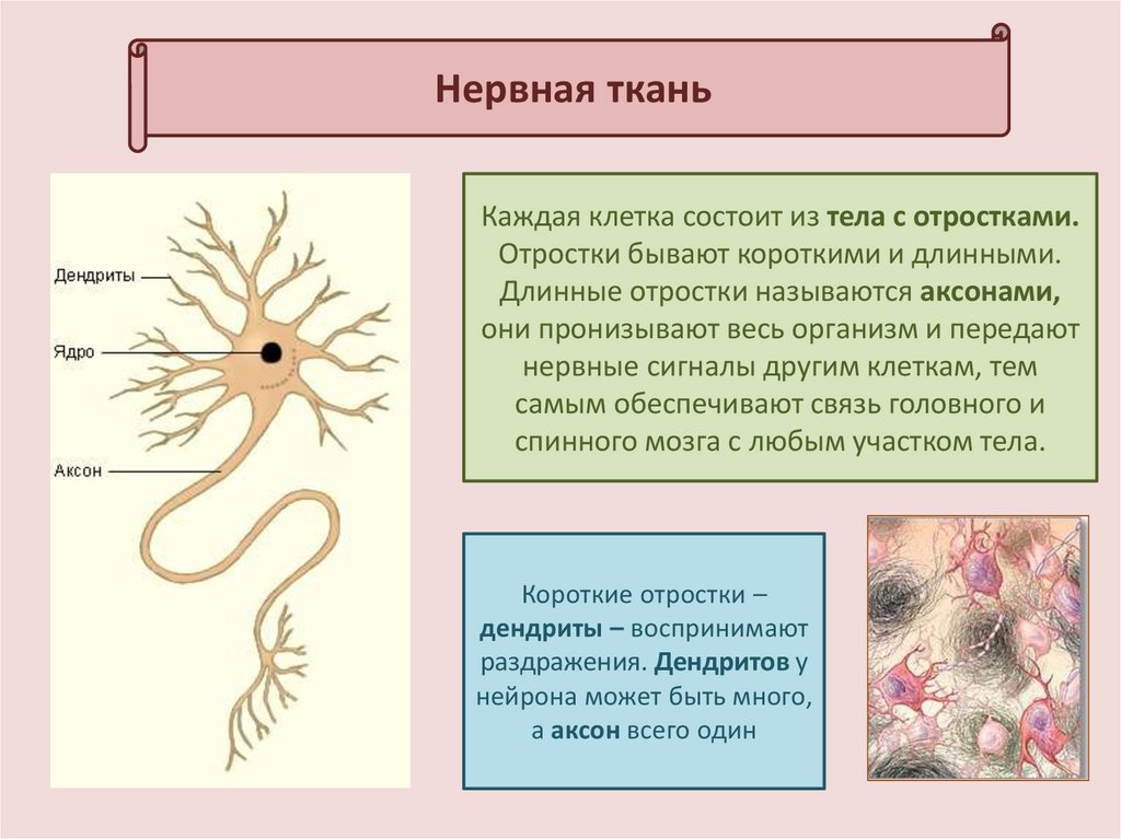 Нервная ткань состоит из собственно нервных клеток