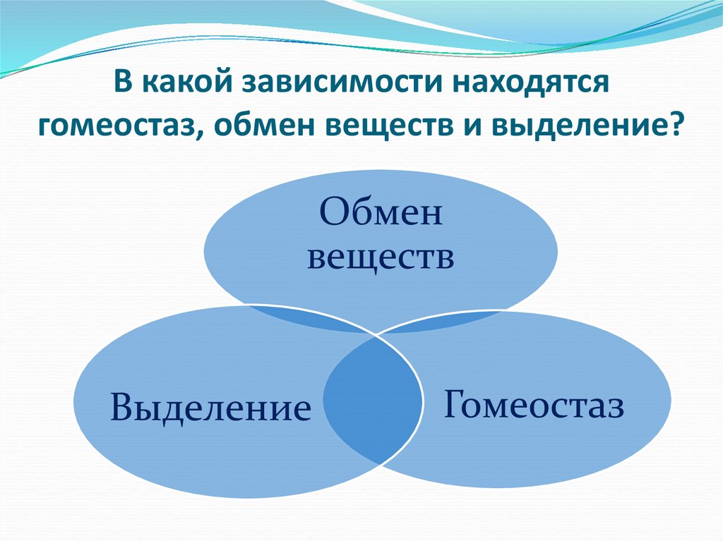 Выделяющийся обмен. Обмен веществ гомеостаз. Метаболизм и гомеостаз. Первичный гомеостаз. Что такое обмен гомеостаз.