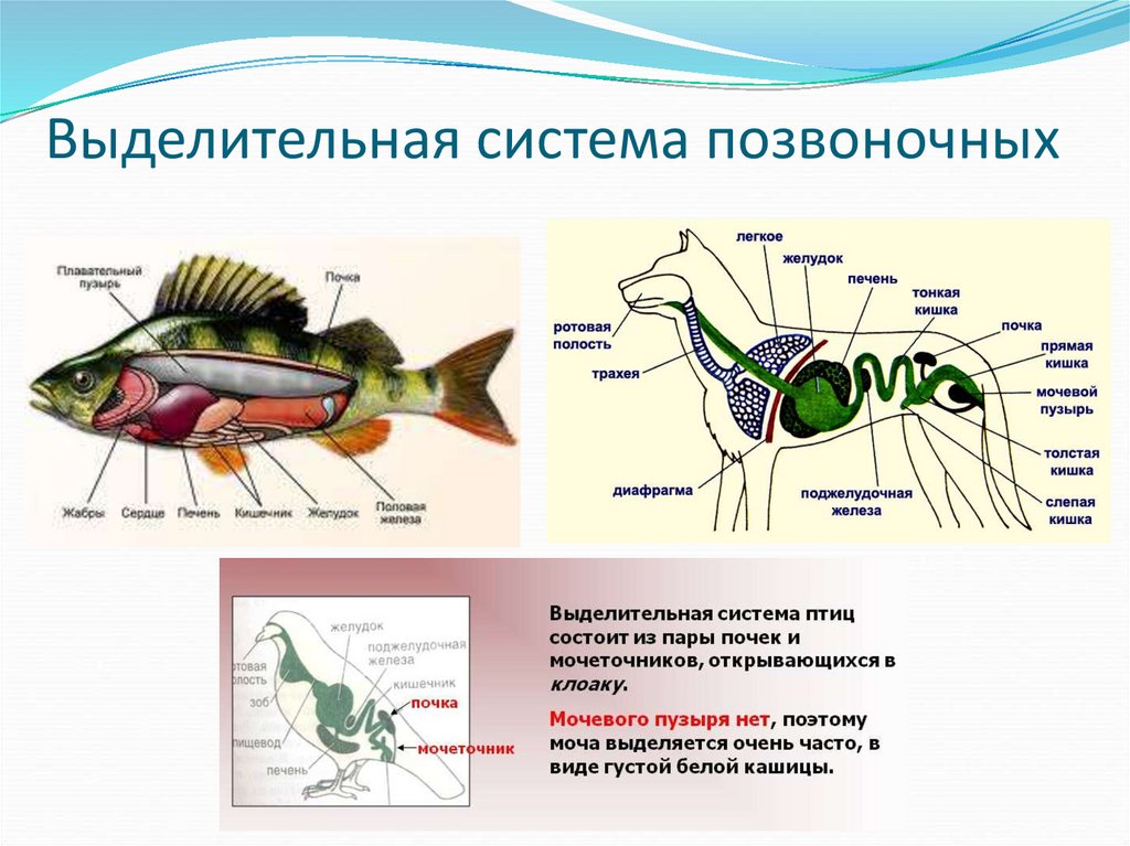 Рисунок выделительной системы животных