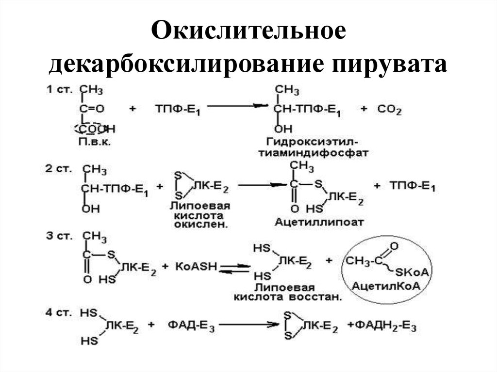 Схема окислительного декарбоксилирования