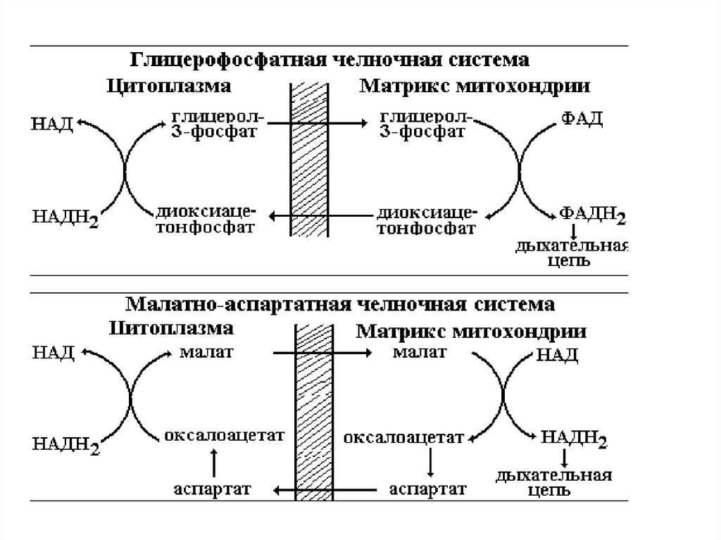 Схемы челночных механизмов биохимия