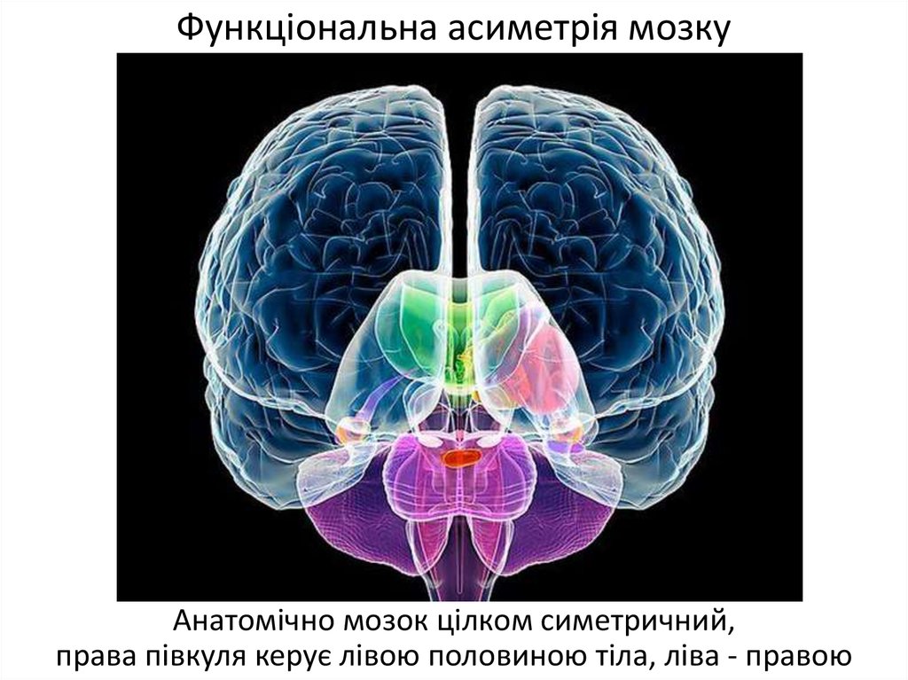 Функціональна асиметрія мозку