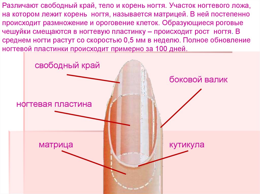 Корни ногтей находятся. Строение кутикулы птеригий. Формы свободного края ногтя. Средняя часть ногтя. Свободный край ногтя.