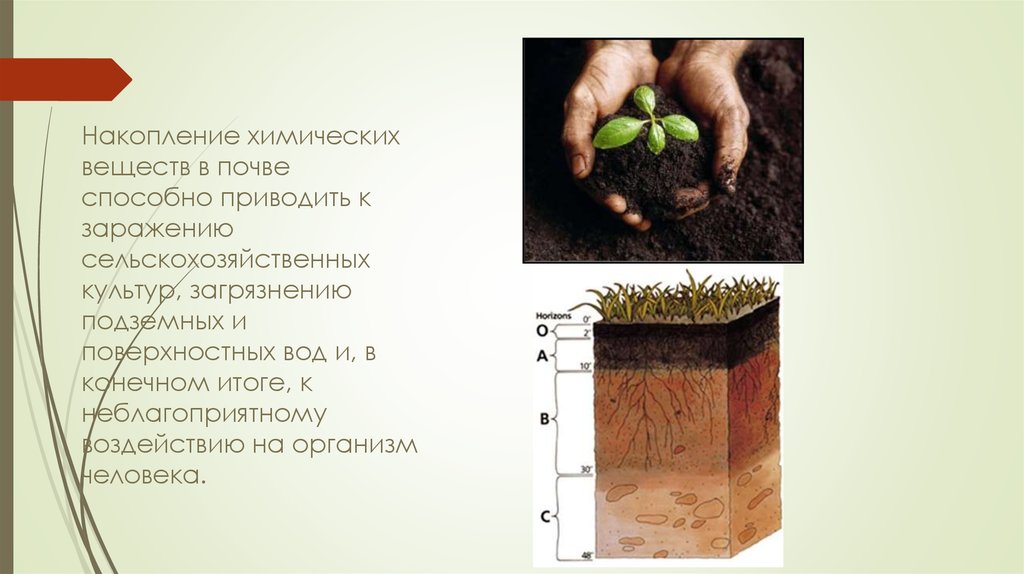 Какие растения живут в почве