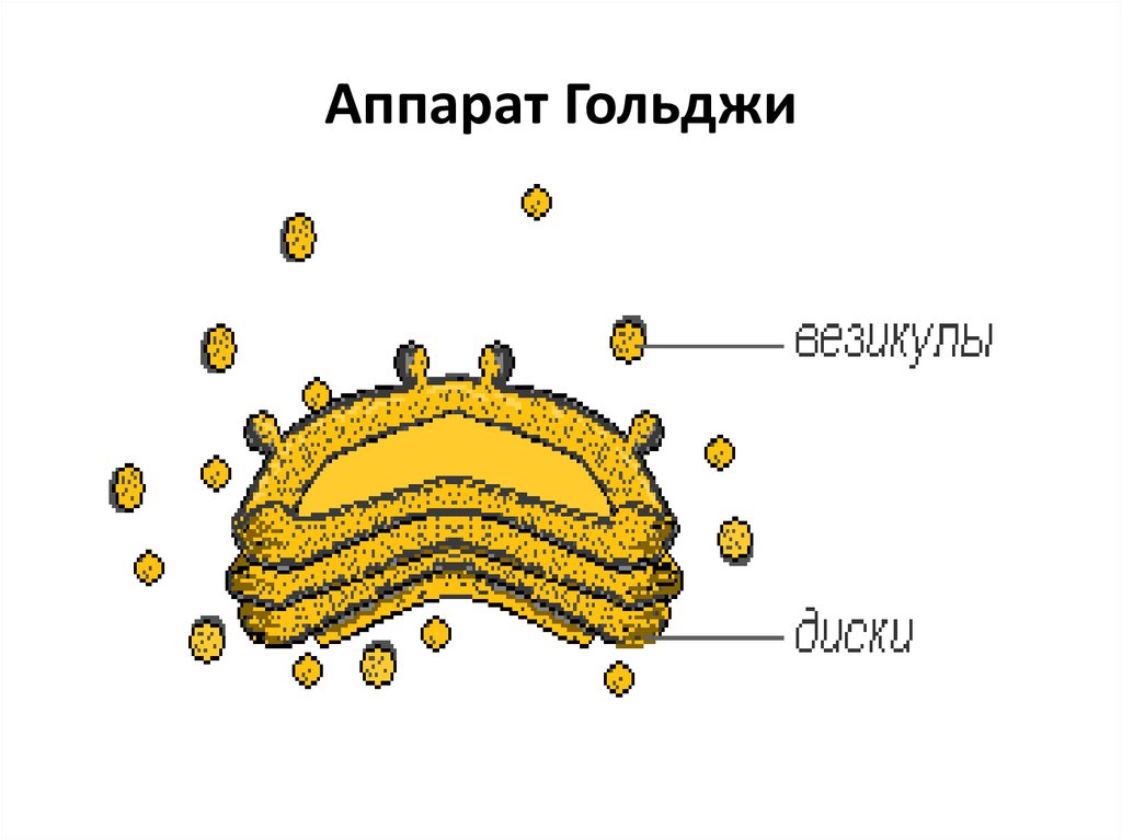 Как выглядит аппарат гольджи рисунок