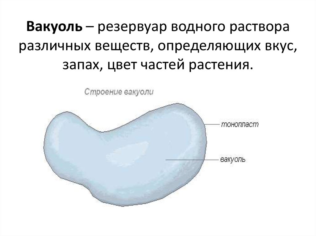 Вакуоль. Схема строения вакуоли. Вакуоли строение рисунок. Схема вакуоли клетки. Вакуоли строение и функции рисунок.