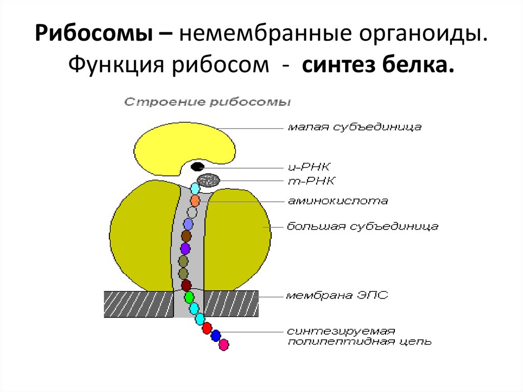 Какой процесс происходит в органоиде показанном на рисунке образование рибосом синтез белка