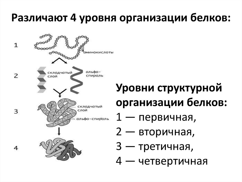 Уровни организации белков