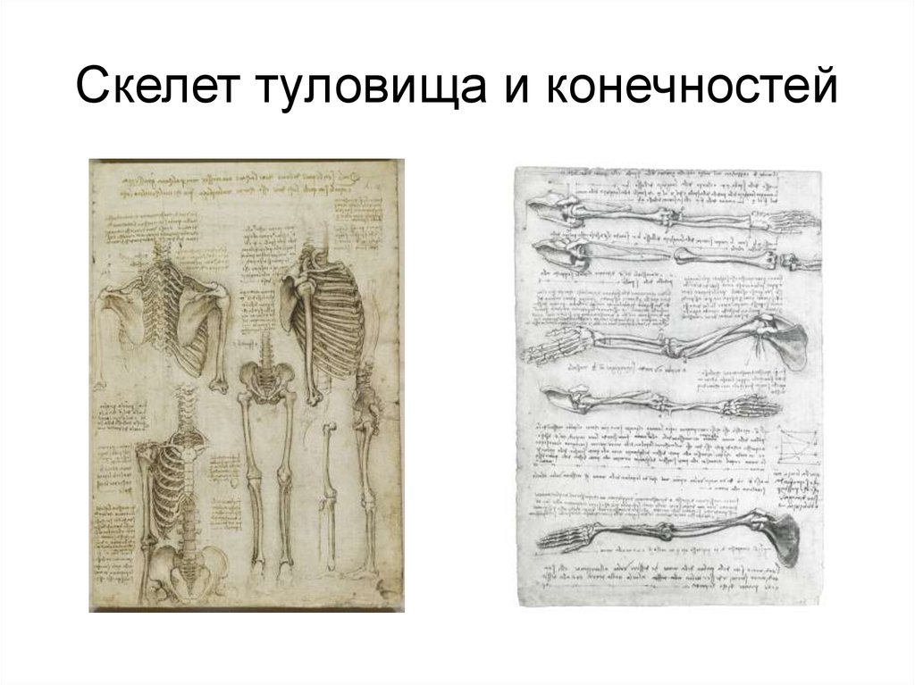 Скелет туловища. Скелет туловища человека анатомия.