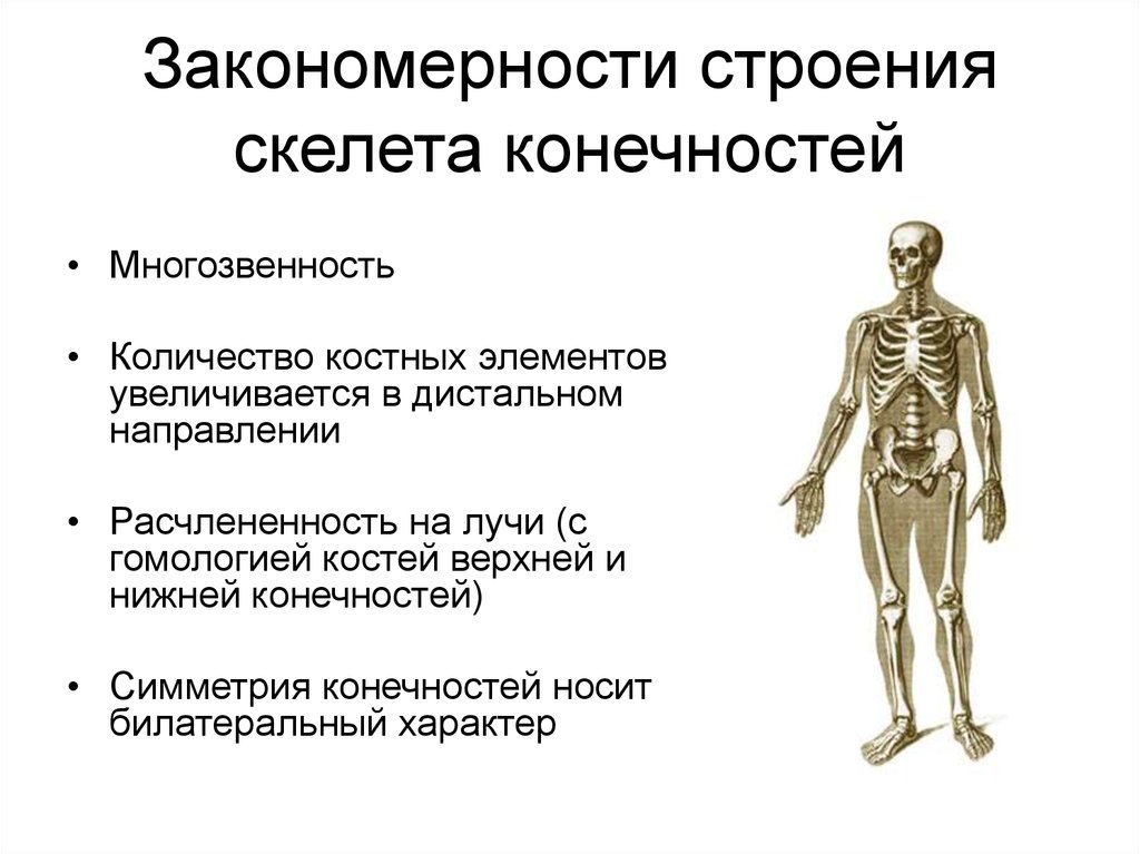 Для скелета не характерна. Понятия скелет. Закономерности строения скелета животных. Общие закономерности строения. Закономерности развития осевого скелета.