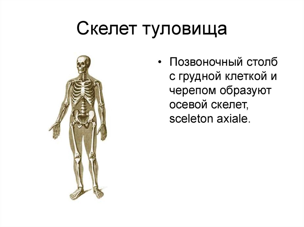 Скелет туловища конечностей. Скелет туловища. Осевой скелет. Скелет туловища и конечностей. Скелет человека осевой скелет.