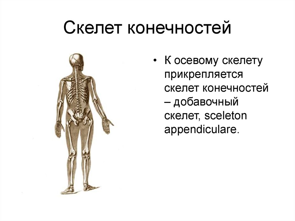 Скелет туловища конечностей. Осевой скелет. Осевой скелет и скелет конечностей. Добавочный скелет. Прикрепление конечностей к осевому скелету.