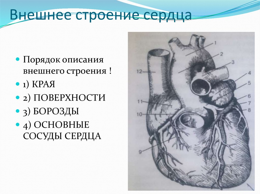 Венечная борозда разделяет. Внешнее строение сердца. Наружное строение сердца анатомия. Внешнее строение сердца анатомия. Внутреннее строение сердца.