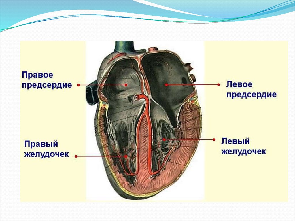 Топографическая анатомия сердца презентация