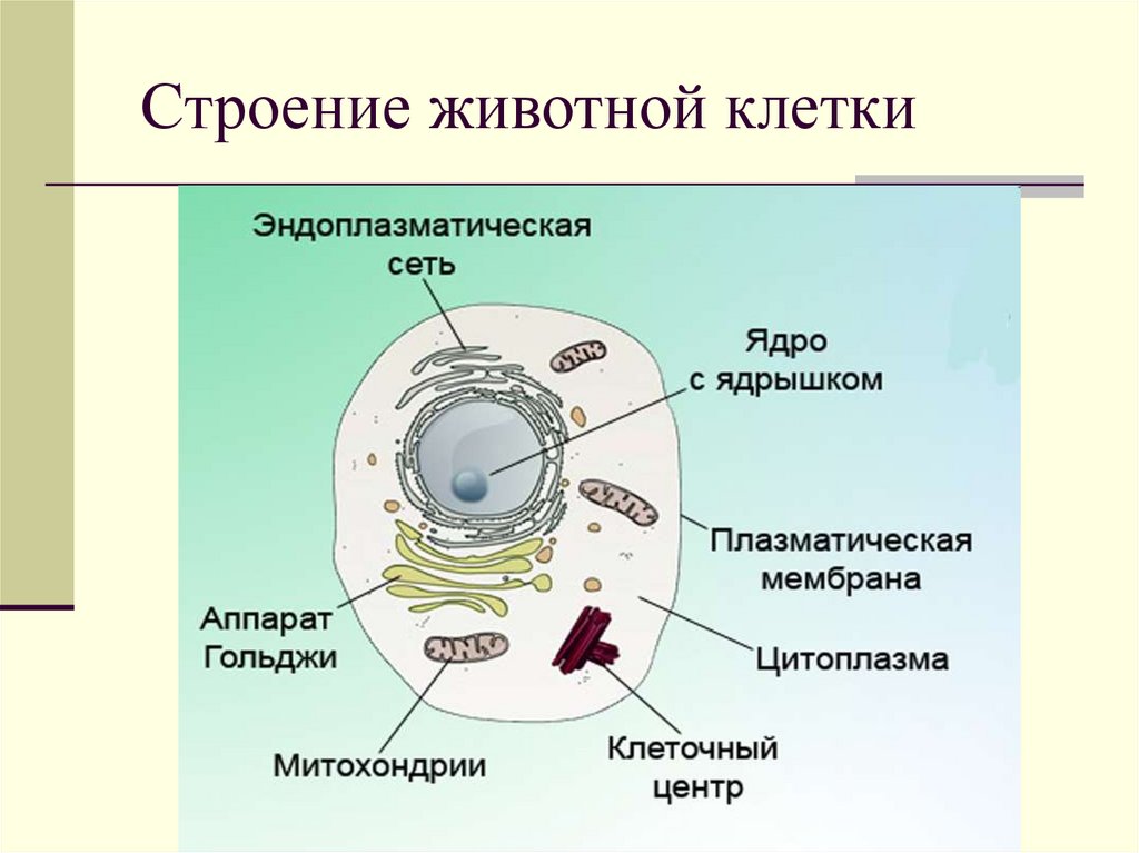 Схема клетка живая