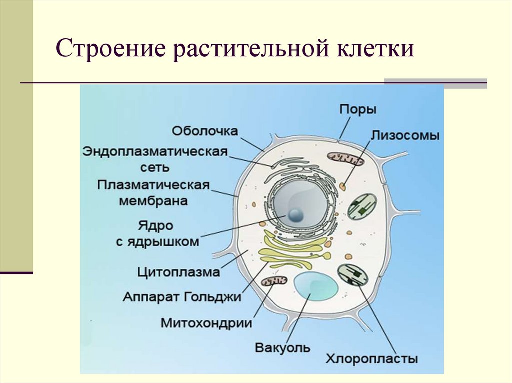 Растительная клетка название органоидов. Органоиды растительной клетки схема. Структура растительной клетки 5 класс. Строение растительной клетки 5 класс биология. Состав растительной клетки схема.
