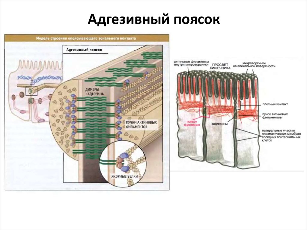 Межклеточное строение. Строение адгезионных контактов. Заякоривающие межклеточные контакты адгезивный поясок. Адгезивный поясок и десмосома. Адгезивный поясок гистология.